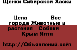 Щенки Сибирской Хаски › Цена ­ 20 000 - Все города Животные и растения » Собаки   . Крым,Ялта